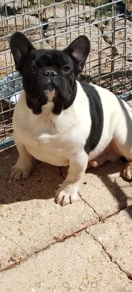 Bouledogue Français  Chiot 2 British Bulls Of Provins 6cb15