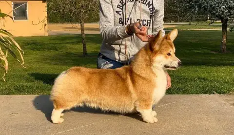 Welsh Corgi Pembroke  Chiot N°2 Des Famonadyns photo 2