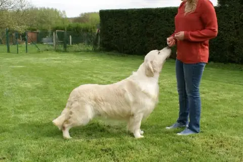 Golden Retriever  Chiot N°5 Des Mille Nuances De Douc 7123f photo 2