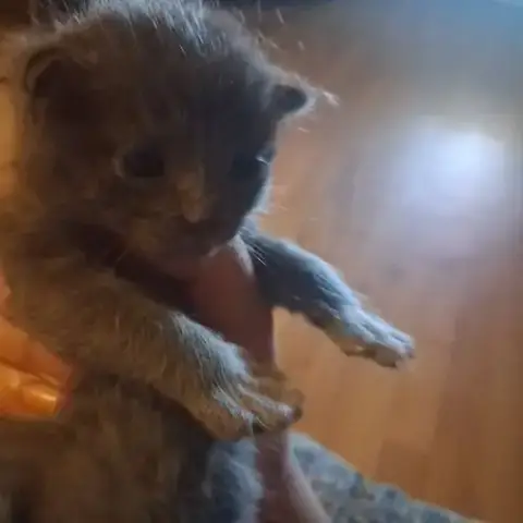 Chat Peluche À La Réservation