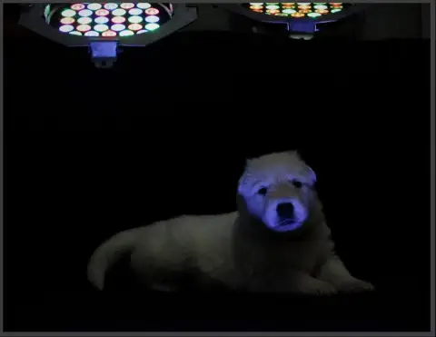 Berger Blanc Suisse  Mister Noir Des Sentinelles D'Ar b5006 photo 3
