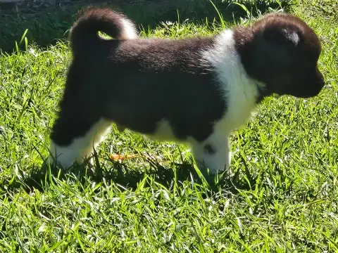 Akita Americain  Chiot N°3 Du Domaine De Clérik