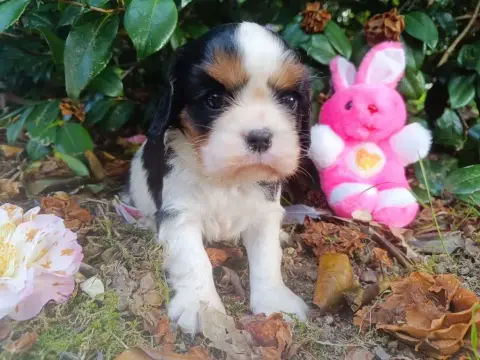 Cavalier King Charles Spaniel  Femelle Tricolore Des  05b36