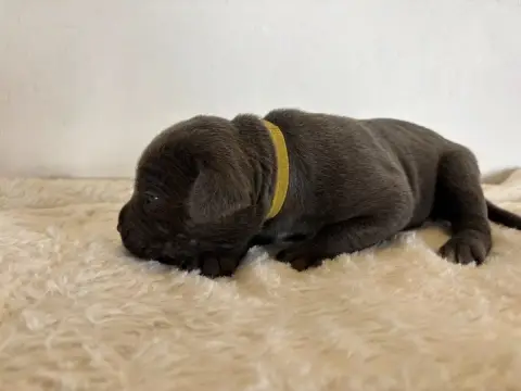 Cane Corso  Collier Jaune Arvernmolosse photo 3