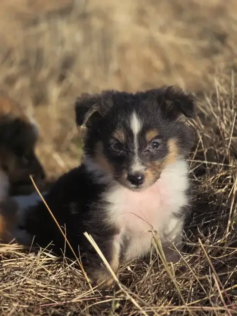 Shetland Sheepdog  Burst Du Domaine Des Airaudes