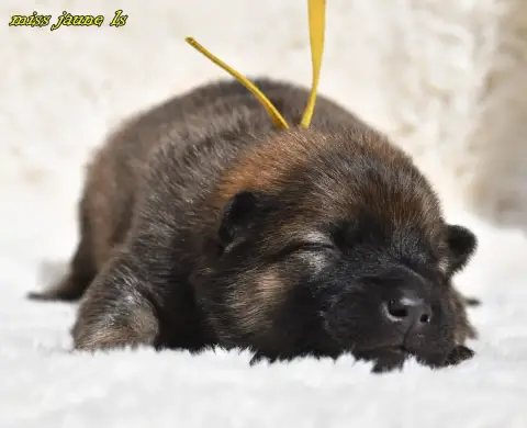 Eurasier  Chiot 1 Des Legendes De Retz