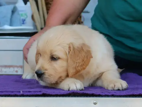 Golden Retriever  Chiot N°1 Mauve De Windy'Stia photo 2