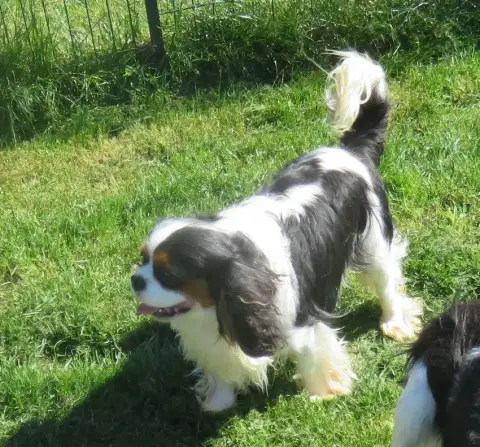 Cavalier King Charles Spaniel  B... Les Rondoudoux De f5dc2 photo 2