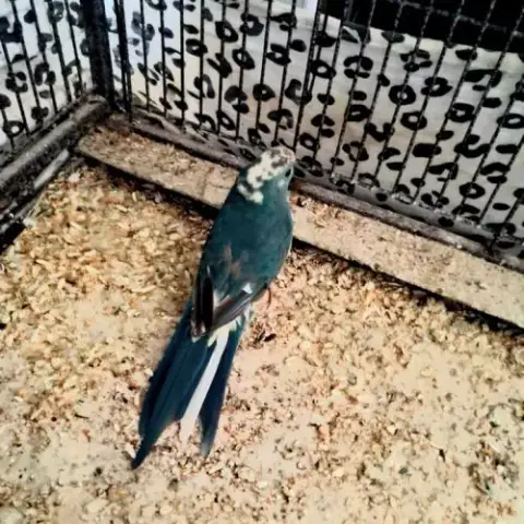 Kakariki Male