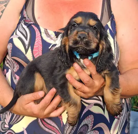 Cocker Spaniel Anglais 
                        Barok 7dda7 photo 2