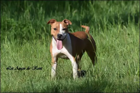 American Staffordshire Terrier  F3 All Things Athena  0af4a