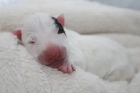 Bull Terrier Miniature  Chiot N°5 De L'Eternel De Gay 13da8
