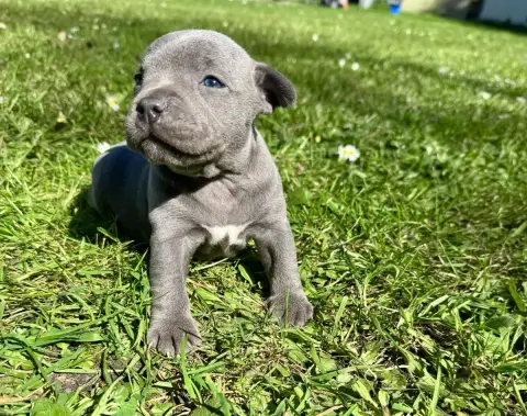 Staffordshire Bull Terrier  Mâle 1 Du Domaine Des Cro 3959d
