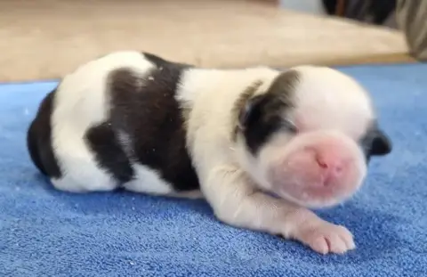 Shih Tzu  Chiot N°1 Des Hirondelles Du Voyage