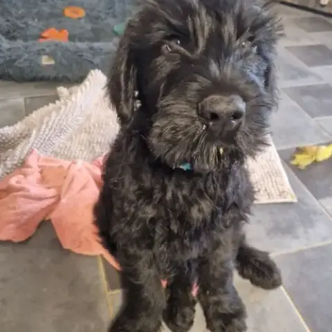 Chiot Schnauzer Lof