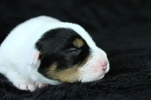 Parson Russell Terrier  Chiot 6 Des Very Important Pa cc224 photo 2