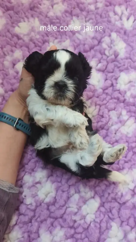 Shih Tzu  Collier Jaune Des Amours D'Arelaune photo 3