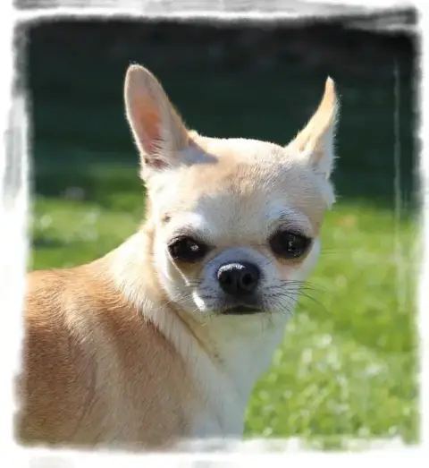 Chihuahua  Blossom May Star Pyla photo 3