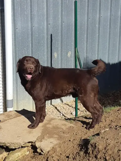 Labrador Retriever photo 2