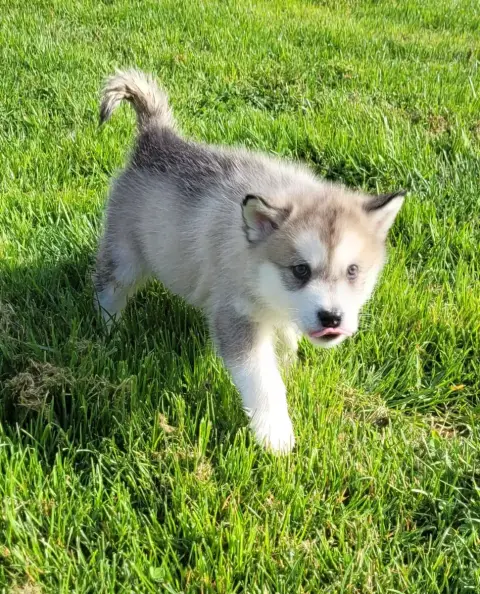 Alaskan Malamute  Chiot N°3 Des Marais De Courmont photo 3