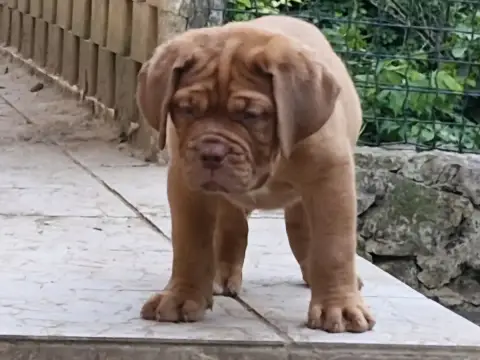 Dogue De Bordeaux  Beyoncé Des Gargans D'Or