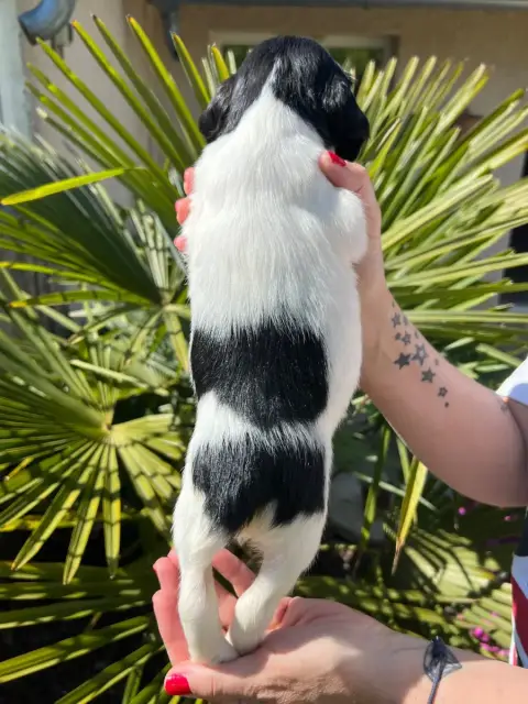 English Springer Spaniel  Chiot N°7 De Torlhak photo 2