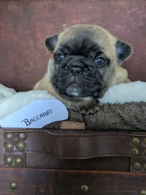 Bouledogue Français  Baccarat