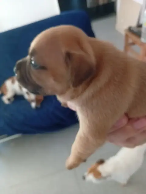 Staffordshire Bull Terrier  Chiot N°5 Unguibus Et Ros 7fab1