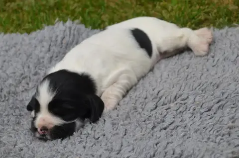 Cocker Spaniel Anglais  Chiot N°1 Noire Et Blanche De 21ff9 photo 3
