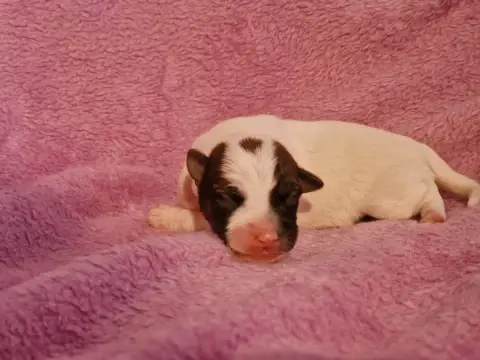 Jack Russell Terrier