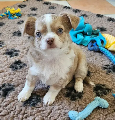 Chihuahua  Baloo Des Perles Du Plessis