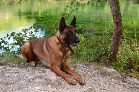 Berger Belge  Chiot N°7 Du Mas Des Crozes photo 3
