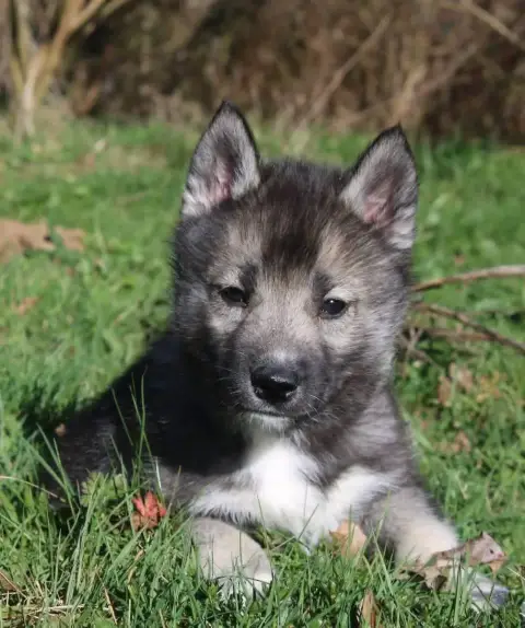 Siberian Husky photo 2