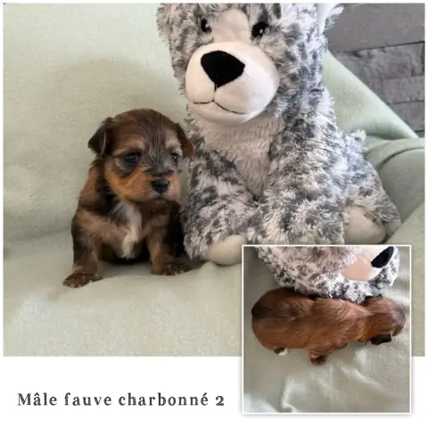 Bichon Havanais  Mâle Fauve Charbonné 2 Des Terres De 03406