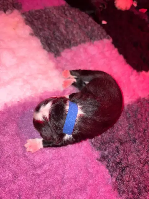 Berger Américain Miniature  Balou Des Eternelles Vayk a9d03