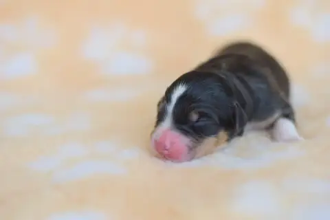 Berger Australien  Chiot 8 Roz Liammet