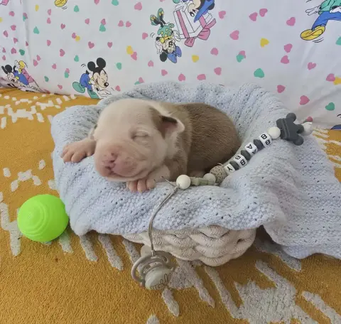 American Staffordshire Terrier  Chiot N°3 De La Vallé f3342