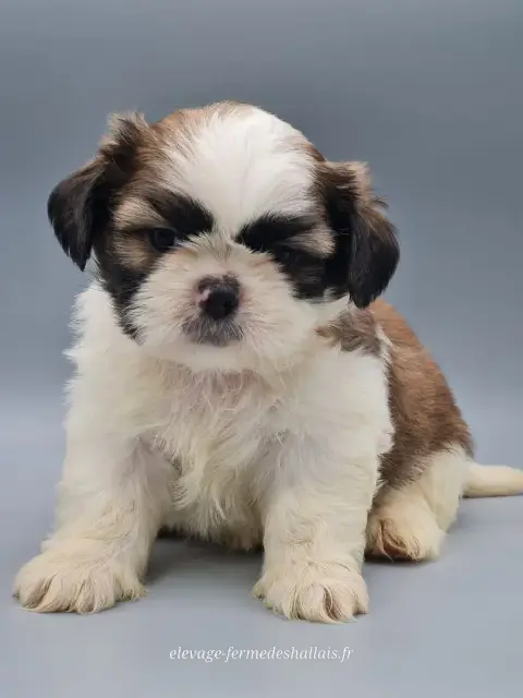 Shih Tzu  Bunny Du Mont De La Chenaie photo 2