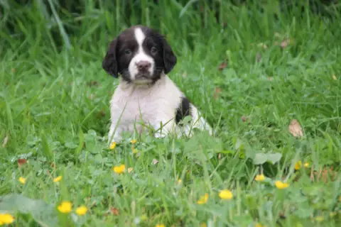 English Springer Spaniel  Chiot N°2 Brush Master