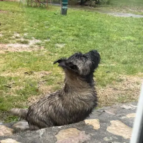 Chiot Cairn Terrier