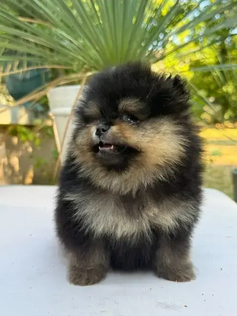 Spitz Allemand  Chiot N°2 photo 3