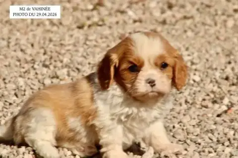 Cavalier King Charles Spaniel  M2 Vahinée De La Basti 13d3d