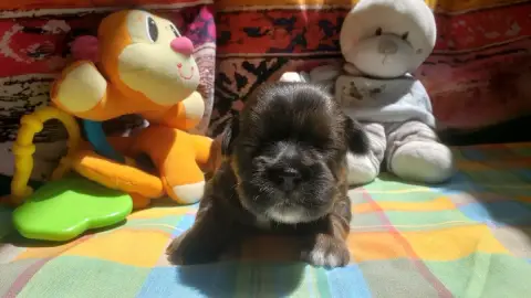 Lhassa Apso  Mâle Foncé Des Fillots De Morphée