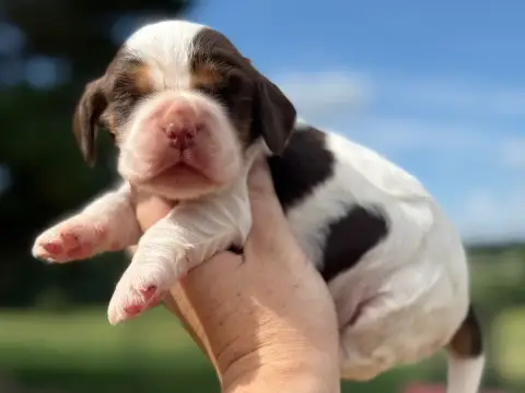 Cocker Spaniel Anglais  Chiot N°5 Du Clos De La Majes 91b35