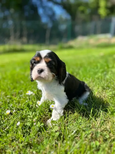 Cavalier King Charles Spaniel  Bidule Des Champs D'Ey 0c5aa photo 2