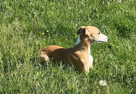 Whippet  Bonnie De L Eternel Mitness photo 2