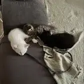 Chat Boulette À L Adoption