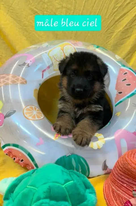 Berger Allemand 
                        Chiot 6 Du C 0117d