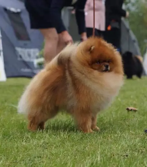 Spitz Allemand  Chiot N°2 Du Chemin De La Belle Etoil 3e825 photo 2