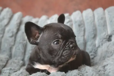 Bouledogue Français  Boston De La Cour De Mimali